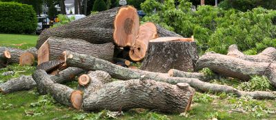 Tree and Shrub Removal