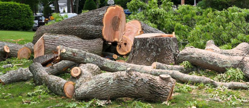 Tree and Shrub Removal