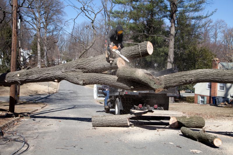 Birch Tree Removal in Duluth, MN