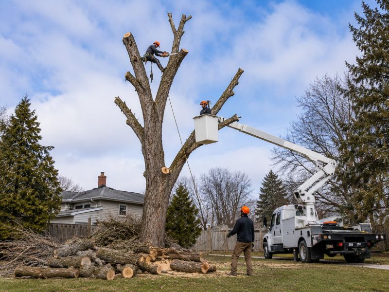 Dogwood Tree Removal in Duluth, MN