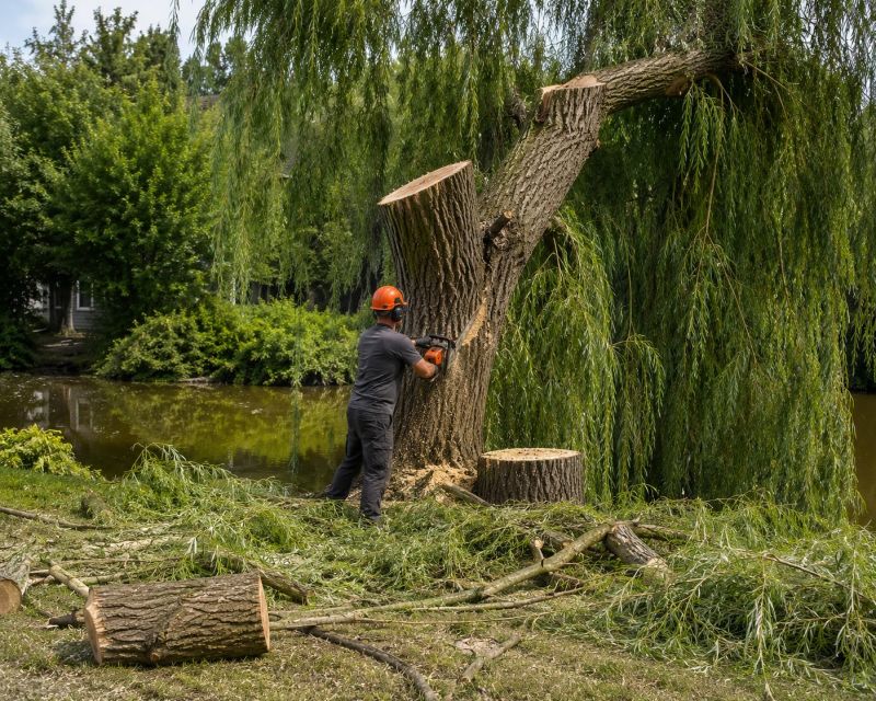 Hickory Tree Removal in Duluth, MN