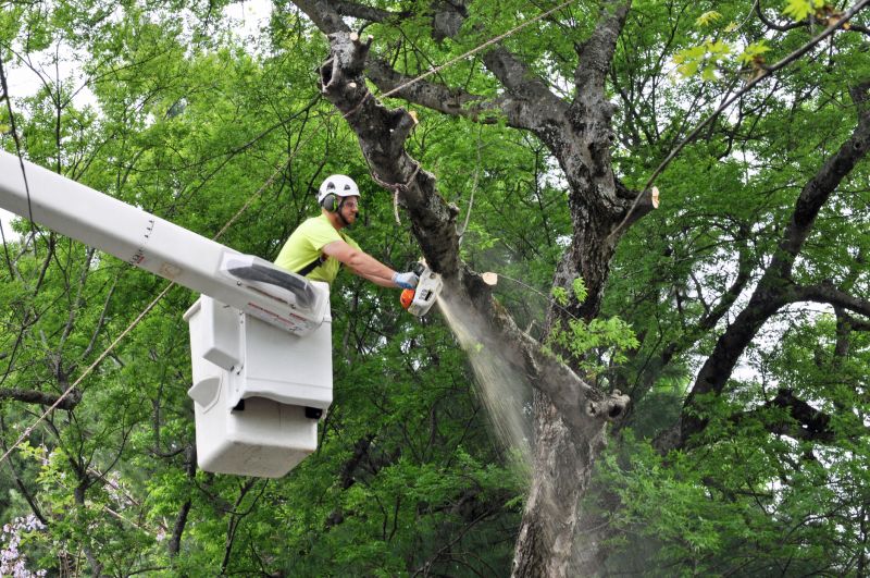 Spruce Tree Removal in Duluth, MN