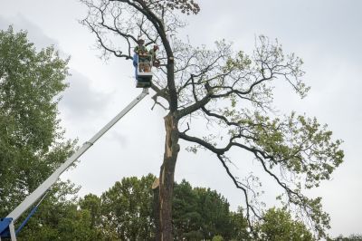 Tree And Shrub Removal
