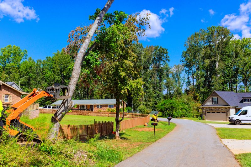 Tree And Shrub Removal