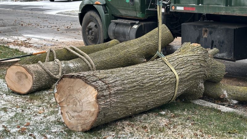 Tree Removal in Winter