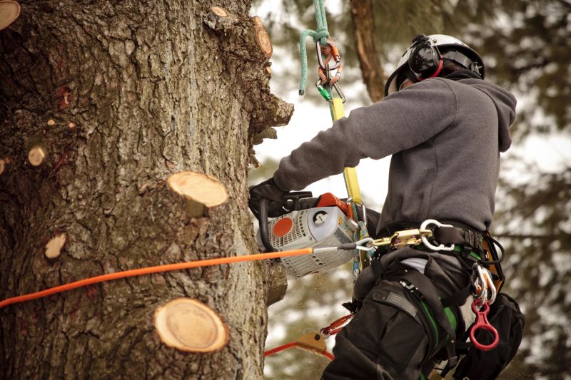 Licensed Tree Removal Experts