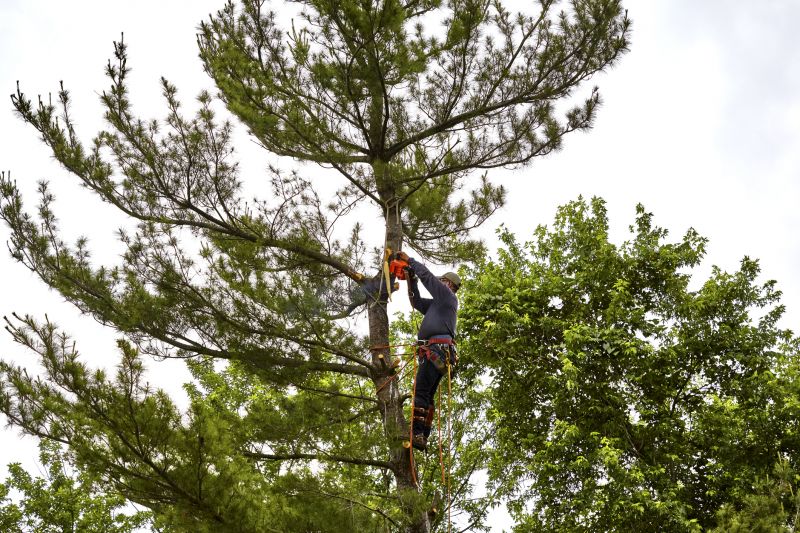 Why Hiring Professionals For Tree Removal Is Essential