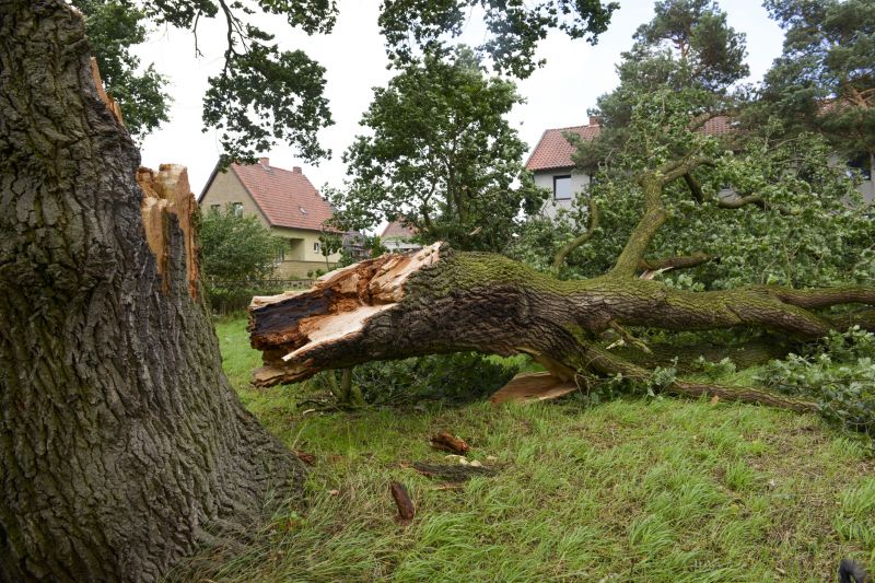 Willow Tree Removal in Bucks County, PA