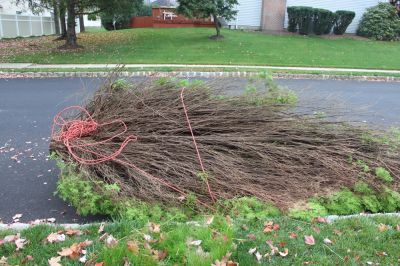 Remove Shrubs!
