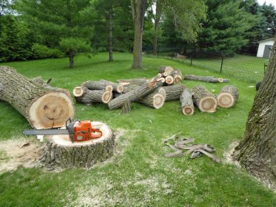 Remove Trees!
