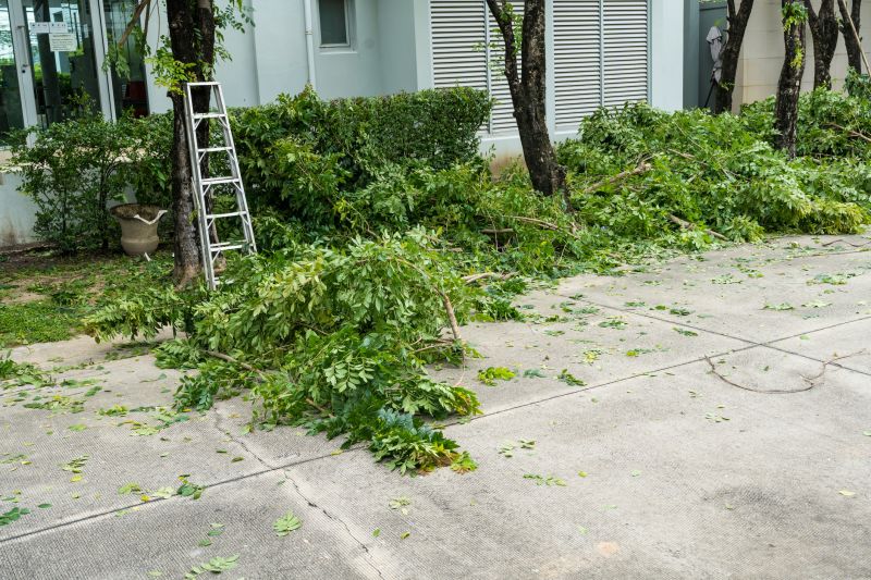 Tree and Shrub Removal Services Overview